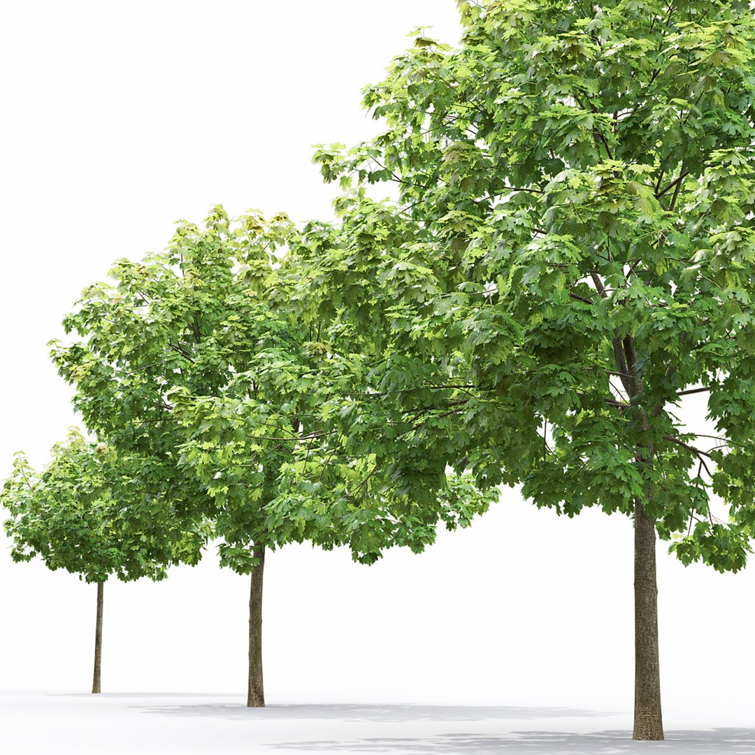 3D Maple-tree 15 https://p.turbosquid.com/ts-thumb/GZ/BCIuVb/pJ/5/jpg/1642444127/1920x1080/fit_q87/9db9d287bbdfd6fa57b87c0b384b96c37573bc87/5.jpg