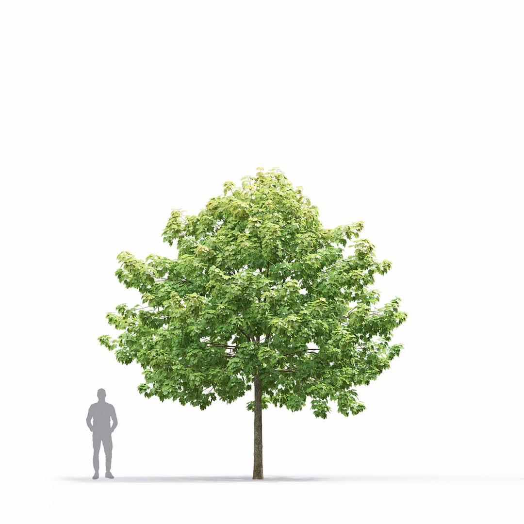 3D Maple-tree 15 https://p.turbosquid.com/ts-thumb/GZ/BCIuVb/vS/2/jpg/1642444115/1920x1080/fit_q87/0379fa61225d4a3a487935939bae7a7f86baba2b/2.jpg