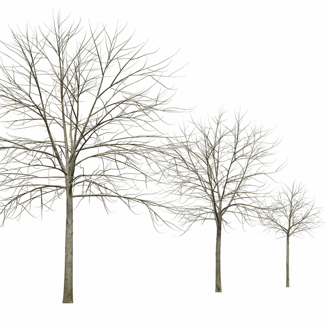 3D Maple-tree 15 https://p.turbosquid.com/ts-thumb/GZ/BCIuVb/vk/7/jpg/1642444128/1920x1080/fit_q87/f8a6fb078d2c0ffe8fd9187bb4128f11851ab350/7.jpg