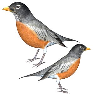Fully Rigged low poly American Robin Bird 3D