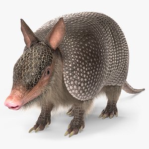 3D Armadillo Black Fur