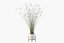 Plants collection 087 - monstera, Peace Lily, Cyperus papyrus