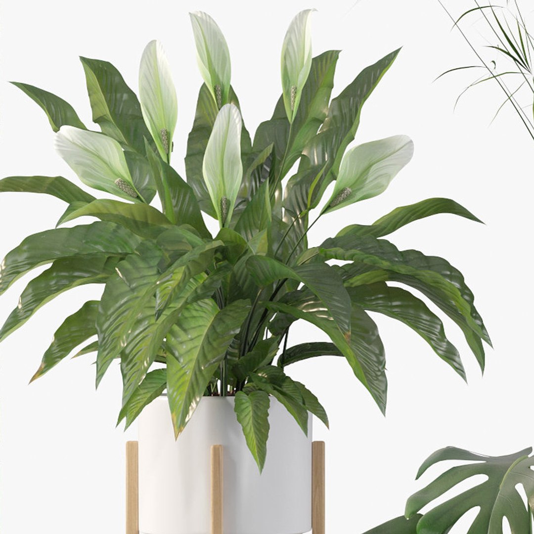 3D model peace lily plants https://p.turbosquid.com/ts-thumb/GZ/E8MCOq/CK/plantscollection087c/jpg/1612797353/1920x1080/fit_q87/f0906ec6ff39a3830cefe9756e6a38004b3777f1/plantscollection087c.jpg