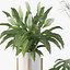 Plants collection 087 - monstera, Peace Lily, Cyperus papyrus