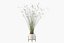 Plants collection 087 - monstera, Peace Lily, Cyperus papyrus