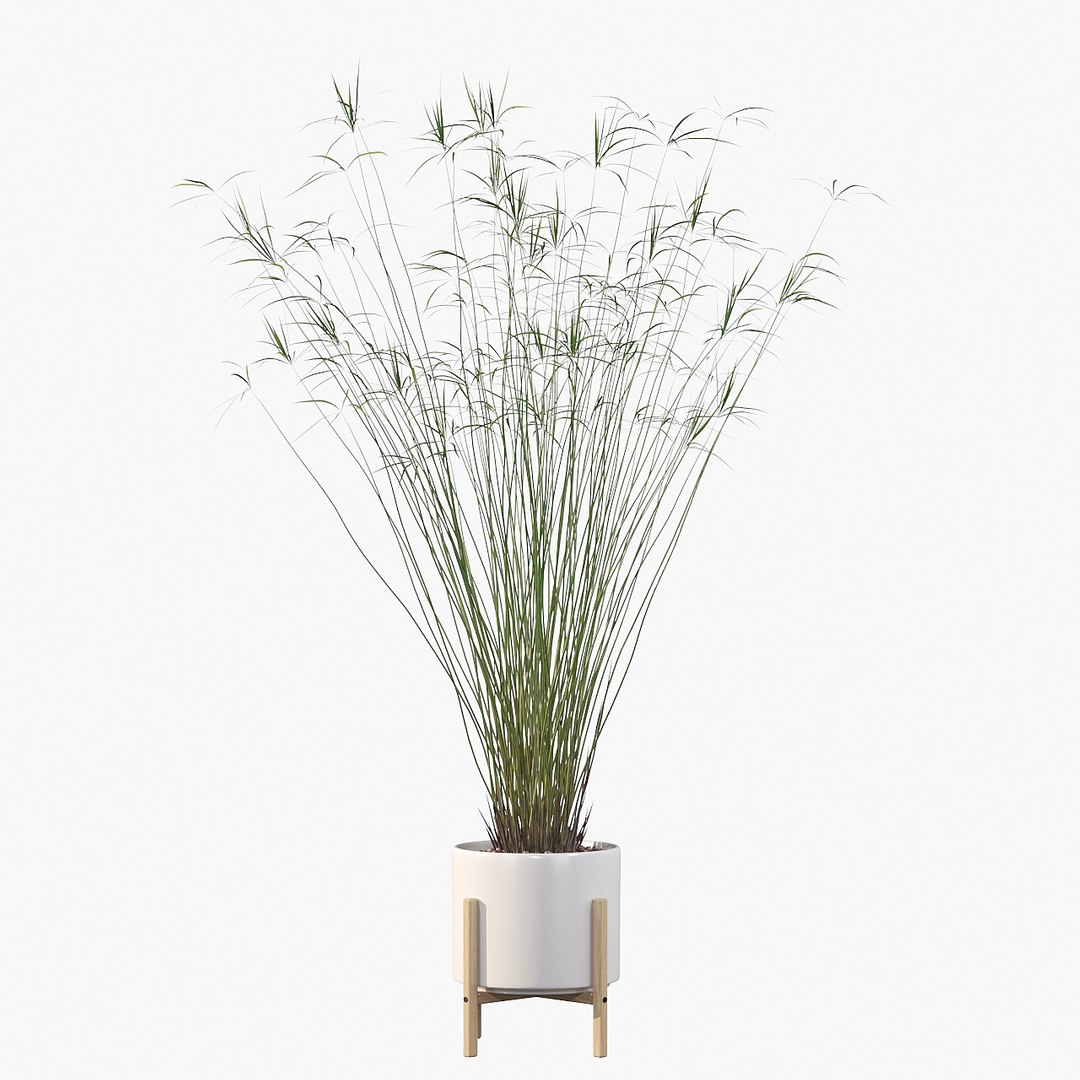 3D model peace lily plants https://p.turbosquid.com/ts-thumb/GZ/E8MCOq/j1/cyperuspapyrus03c/jpg/1612797391/1920x1080/fit_q87/d29678a418efb266effa205b170534d6de04ba1d/cyperuspapyrus03c.jpg