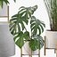 Plants collection 087 - monstera, Peace Lily, Cyperus papyrus