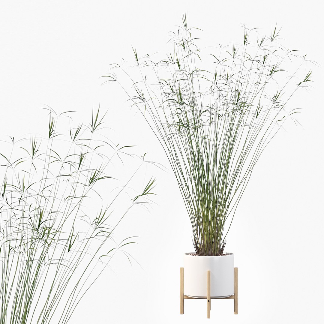 3D model peace lily plants https://p.turbosquid.com/ts-thumb/GZ/E8MCOq/mM/cyperuspapyrus03a/jpg/1612797378/1920x1080/fit_q87/42126acd89806a0723c2a89f16b6028de53d060e/cyperuspapyrus03a.jpg