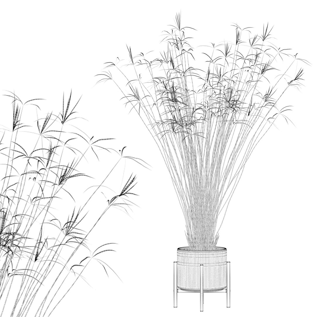 3D model peace lily plants https://p.turbosquid.com/ts-thumb/GZ/E8MCOq/r7/cyperuspapyrus03b/jpg/1612797391/1920x1080/fit_q87/acc9cd187bba0ef264207dd9dd7f5df0c92083ea/cyperuspapyrus03b.jpg