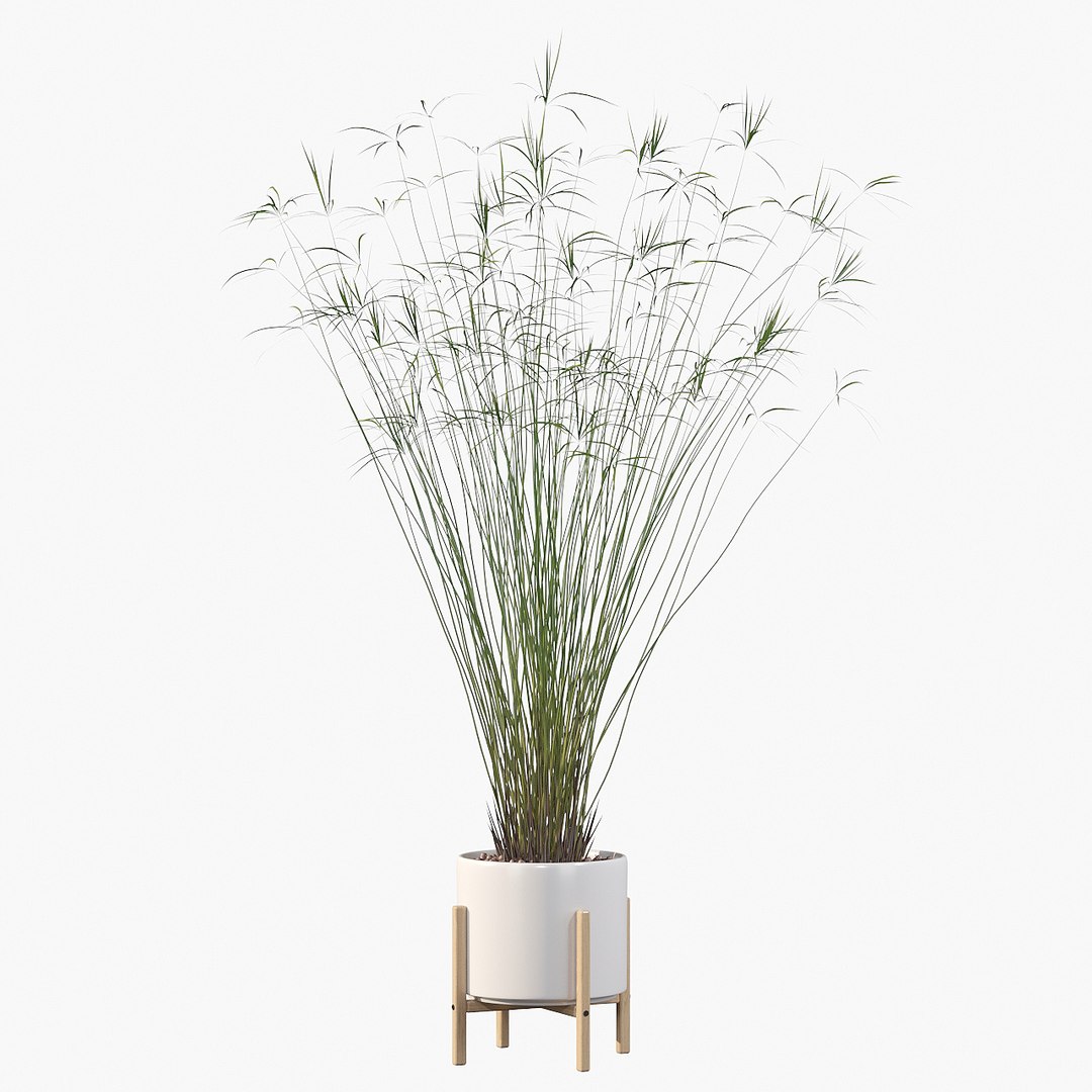 3D model peace lily plants https://p.turbosquid.com/ts-thumb/GZ/E8MCOq/tg/cyperuspapyrus03d/jpg/1612797392/1920x1080/fit_q87/ee87d55fcb3ae19b9eaee231e35b05c959c72afe/cyperuspapyrus03d.jpg