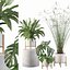Plants collection 087 - monstera, Peace Lily, Cyperus papyrus