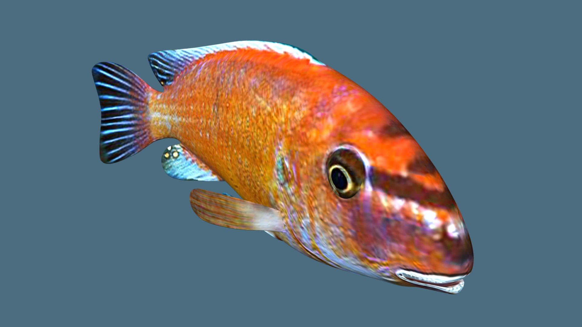 Trewavas Cichlid Fish 3D Model - TurboSquid 2195559