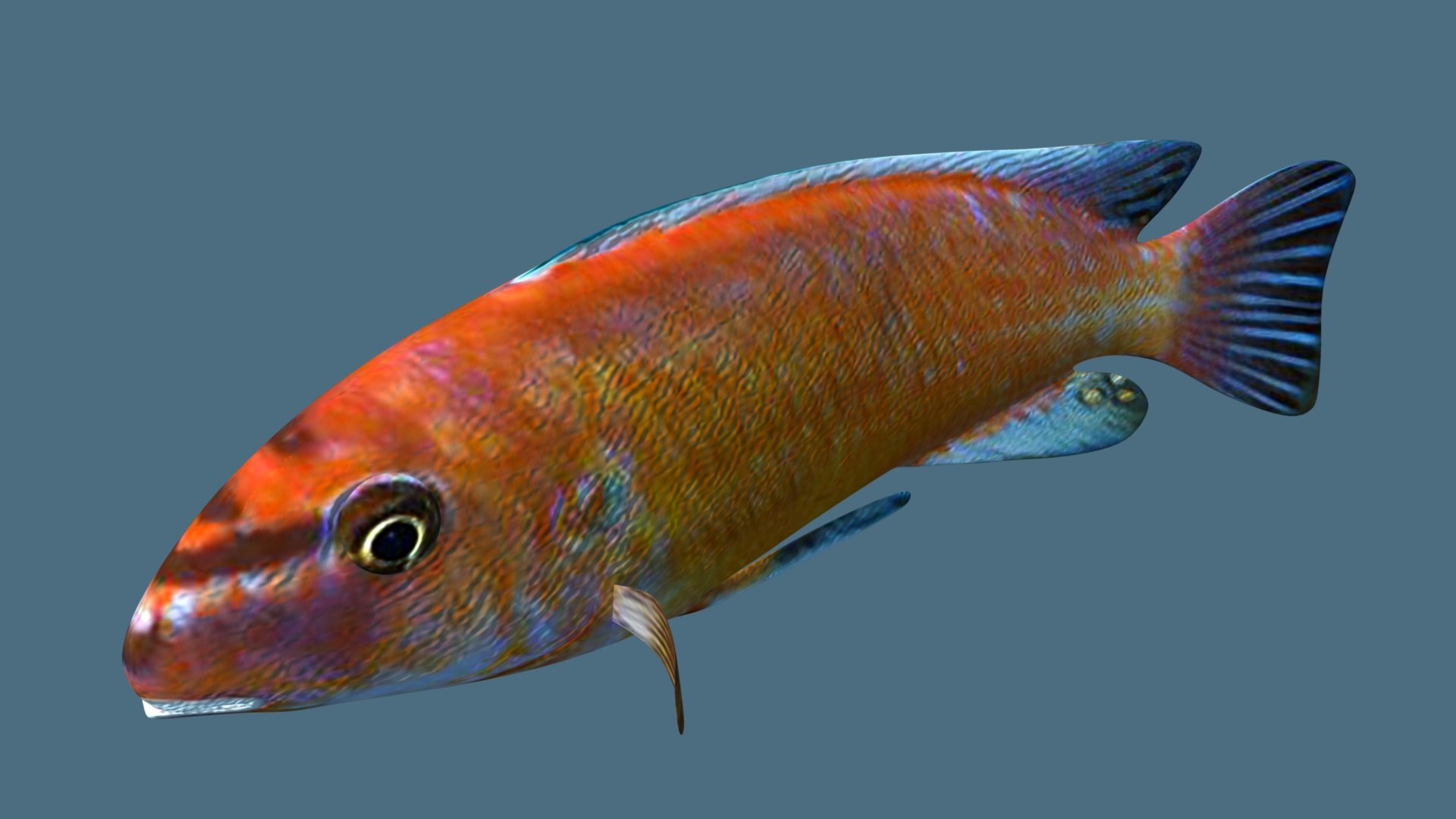 Trewavas Cichlid Fish 3D Model - TurboSquid 2195559