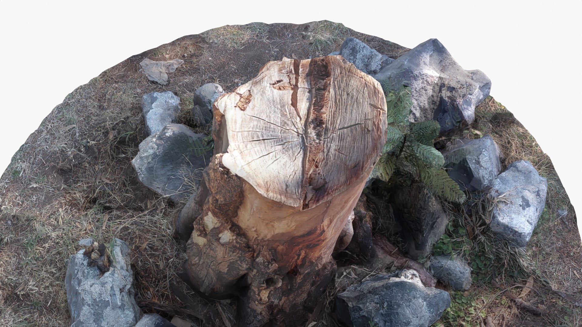 Tree Stump 2 3D model - TurboSquid 2009340
