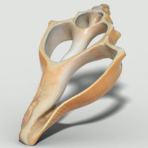 cut sea shell 3d obj