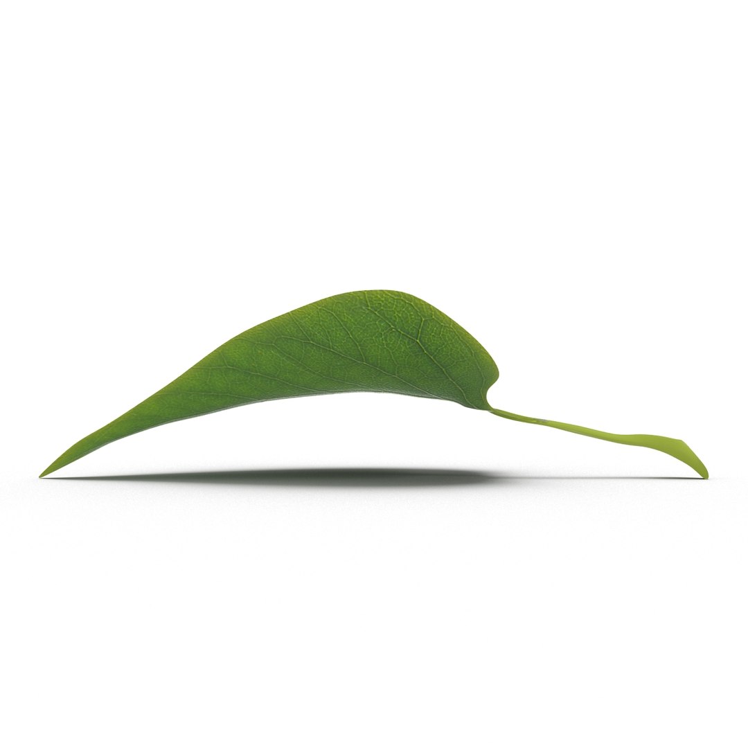 3d Leaf 2 Model