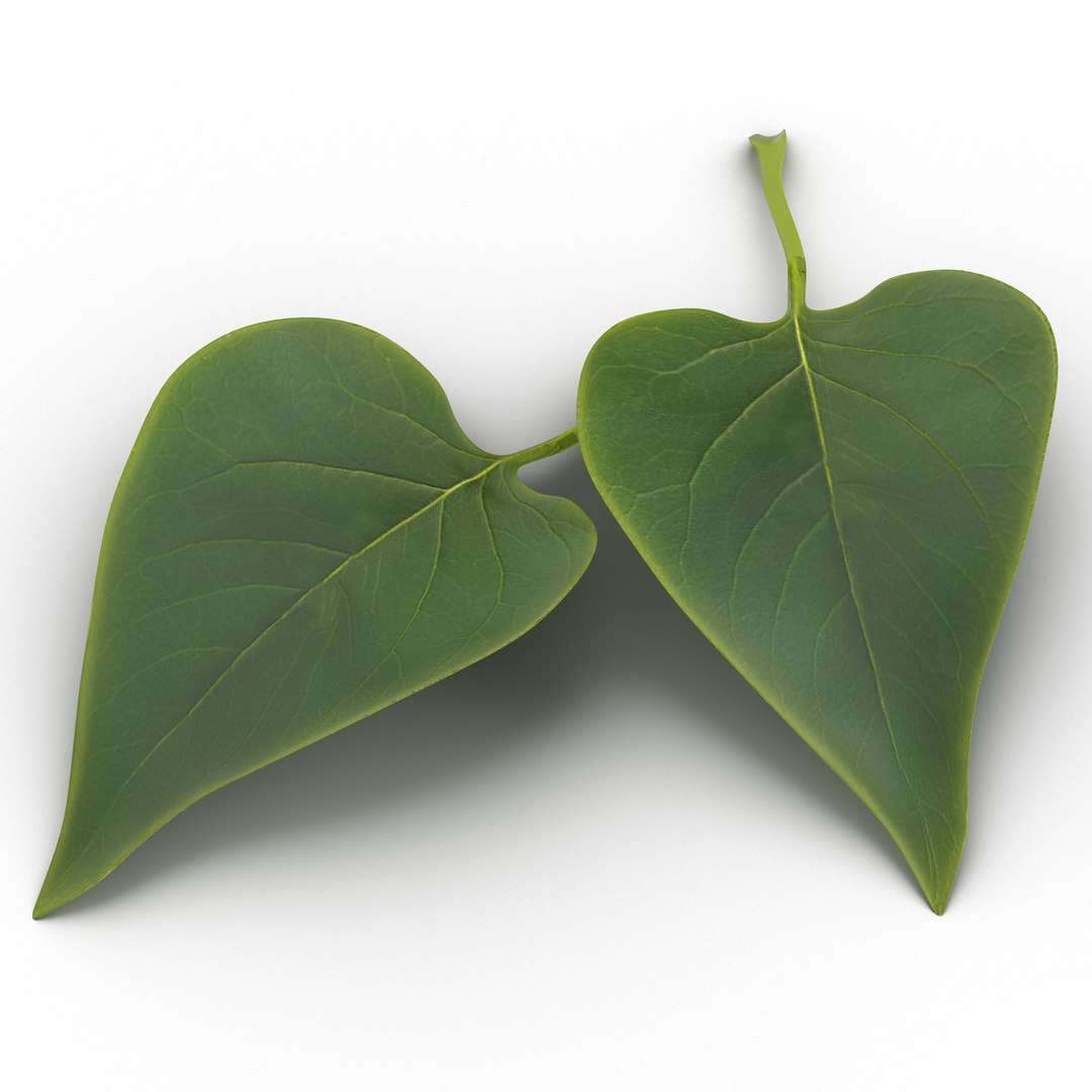 Leaf 2 3D model preview