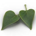Leaf 2