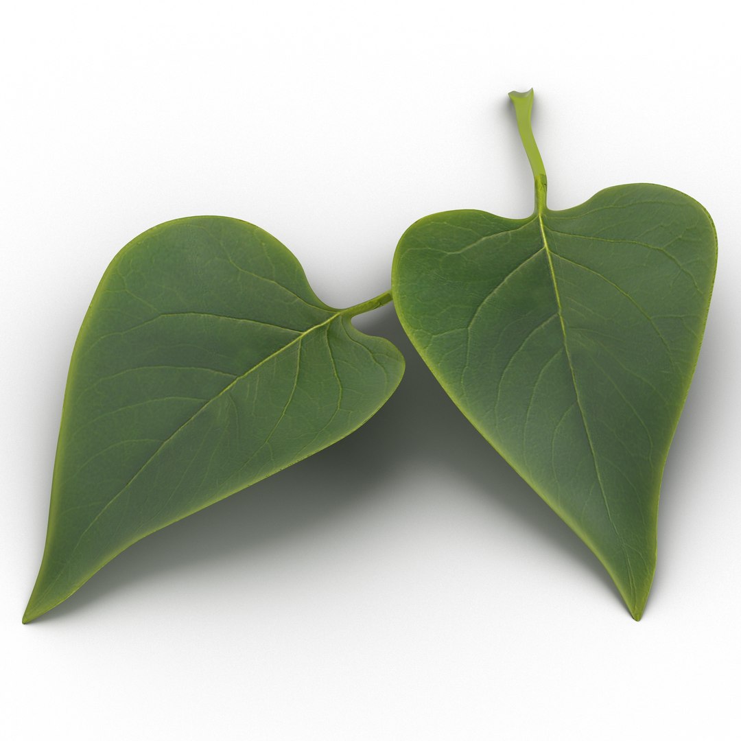 Leaves Collection 4 3D model https://p.turbosquid.com/ts-thumb/GZ/m5w6Ur/Tzvel0MP/leaf3dmodel02/jpg/1789183113/1920x1080/fit_q87/82847035f564b95438bbd2747cd30d6f4e620159/leaf3dmodel02.jpg