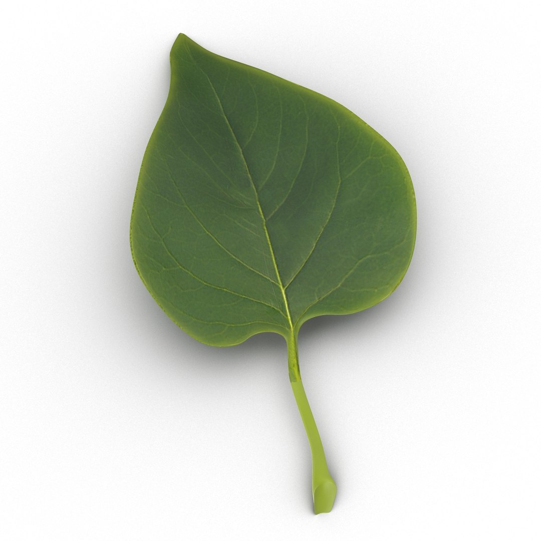 3d Leaf 2 Model