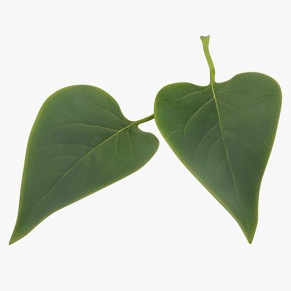 3d leaf 2 model