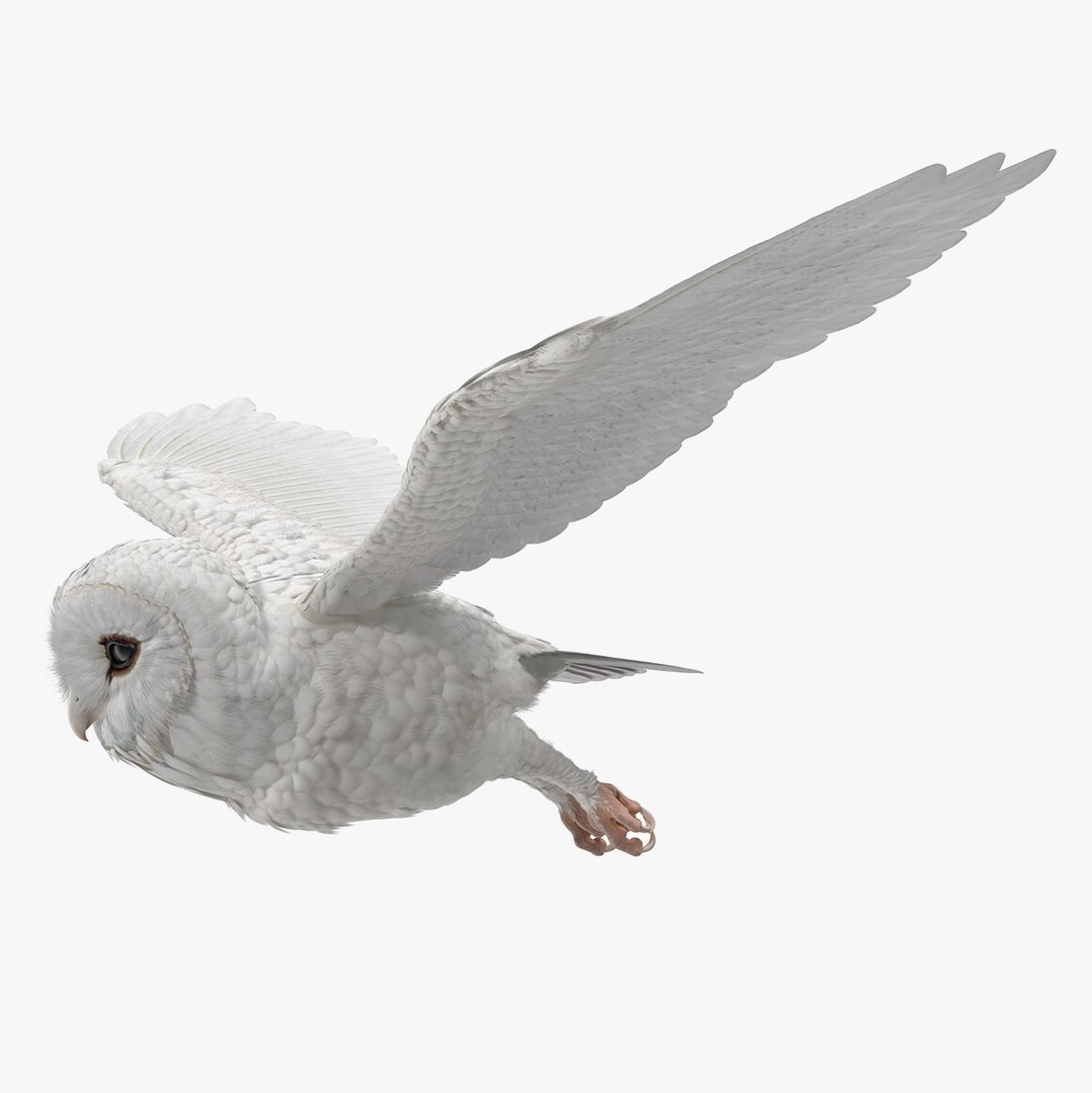 White Barn Owl Rigged 3D model preview
