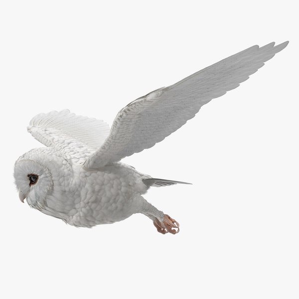 whitebarnowlrigged3dsmodel000.jpg