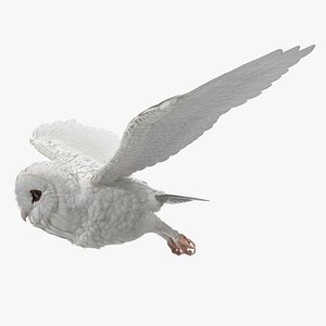 White Barn Owl Rigged