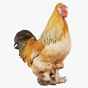 3D Gallus Domesticus Rooster Remastered model