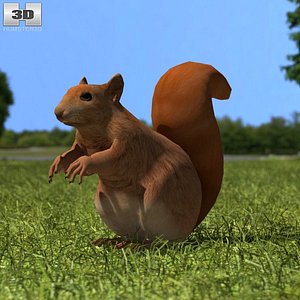 red squirrel squir 3d model