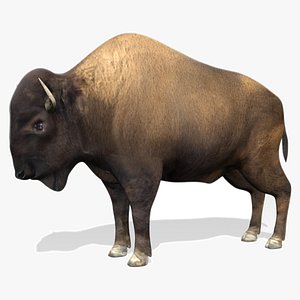 american buffalo animations 3d max