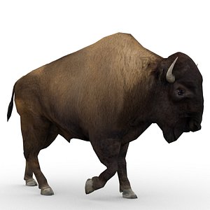american buffalo animations 3d max