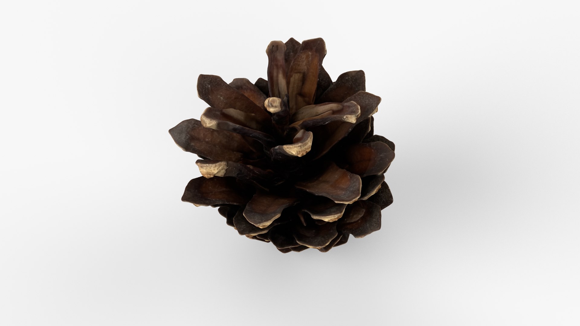 Photorealistic 3D scan of pine conifer cone 3D https://p.turbosquid.com/ts-thumb/Ga/HAwTCe/Ps/view_010001/jpg/1747473584/1920x1080/fit_q87/46c823611b3a971c2fdf59fe0efa08190d4e040d/view_010001.jpg