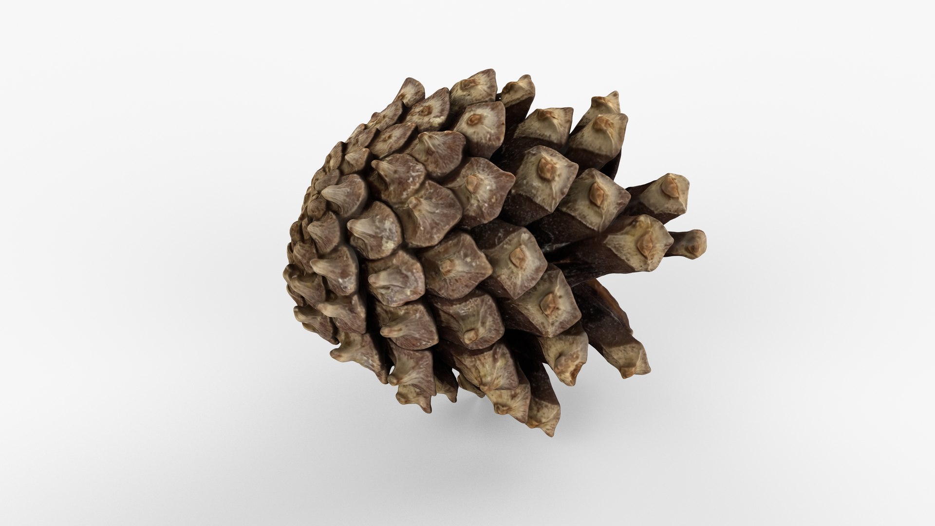 Photorealistic 3D scan of pine conifer cone 3D https://p.turbosquid.com/ts-thumb/Ga/HAwTCe/Sc/view_070001/jpg/1747473587/1920x1080/fit_q87/0e8893bb3265467ca5bd622c7d7130313ff28230/view_070001.jpg