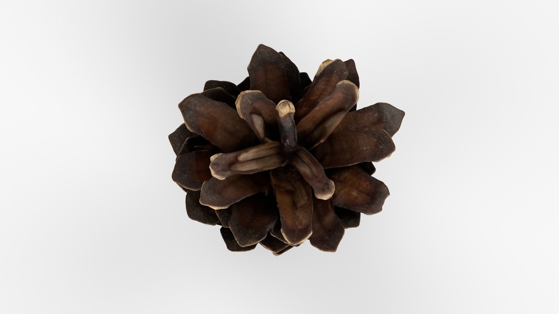 Photorealistic 3D scan of pine conifer cone 3D https://p.turbosquid.com/ts-thumb/Ga/HAwTCe/Yu/view_060001/jpg/1747473587/1920x1080/fit_q87/cf3f1dc06ae189d291c05e29acf583a8d760d9db/view_060001.jpg