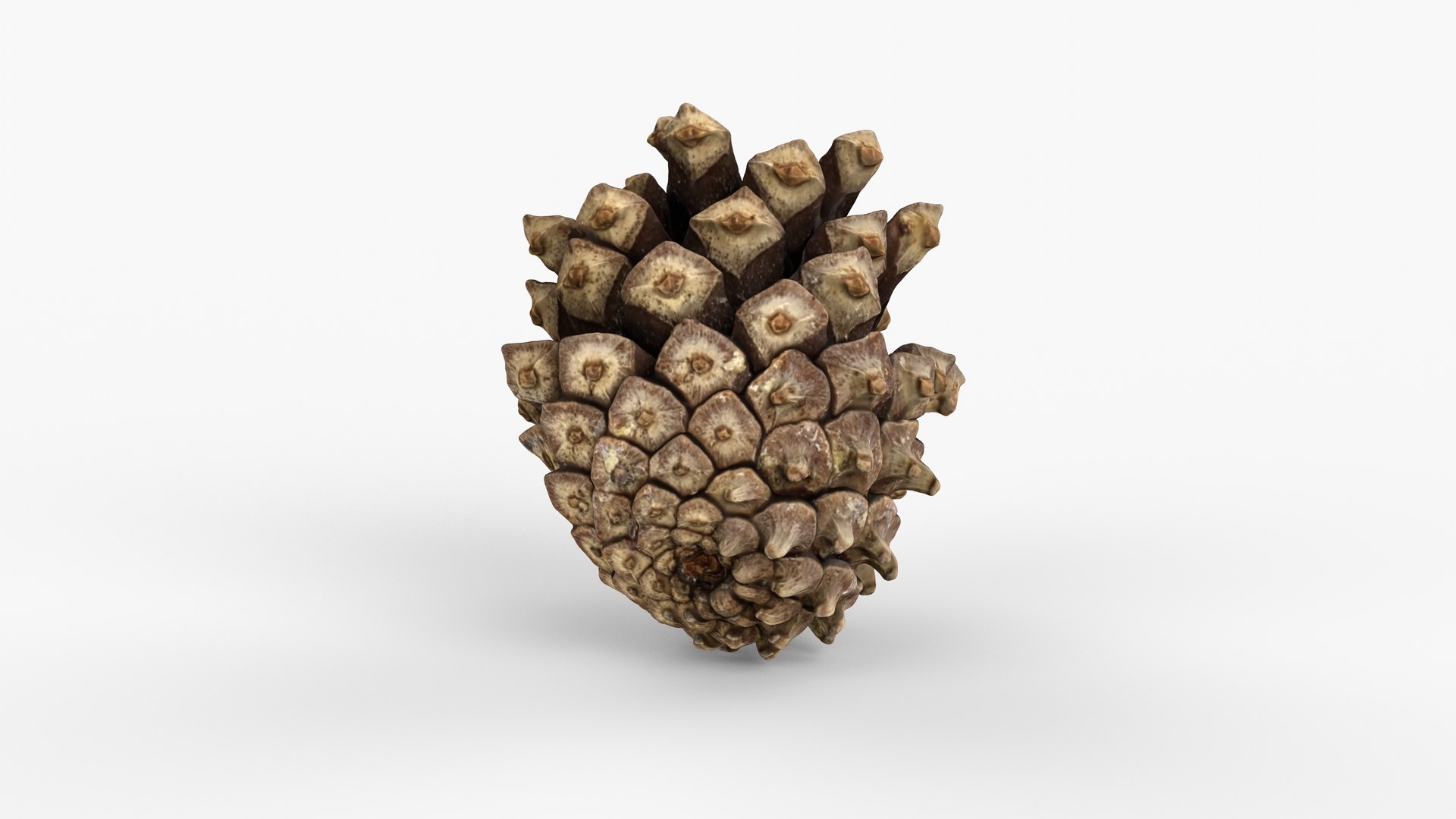 Photorealistic 3D scan of pine conifer cone 3D https://p.turbosquid.com/ts-thumb/Ga/HAwTCe/lm/view_050001/jpg/1747473587/1920x1080/fit_q87/de6fbe87357abcdd6fb75ac8e4be250f55e8b346/view_050001.jpg