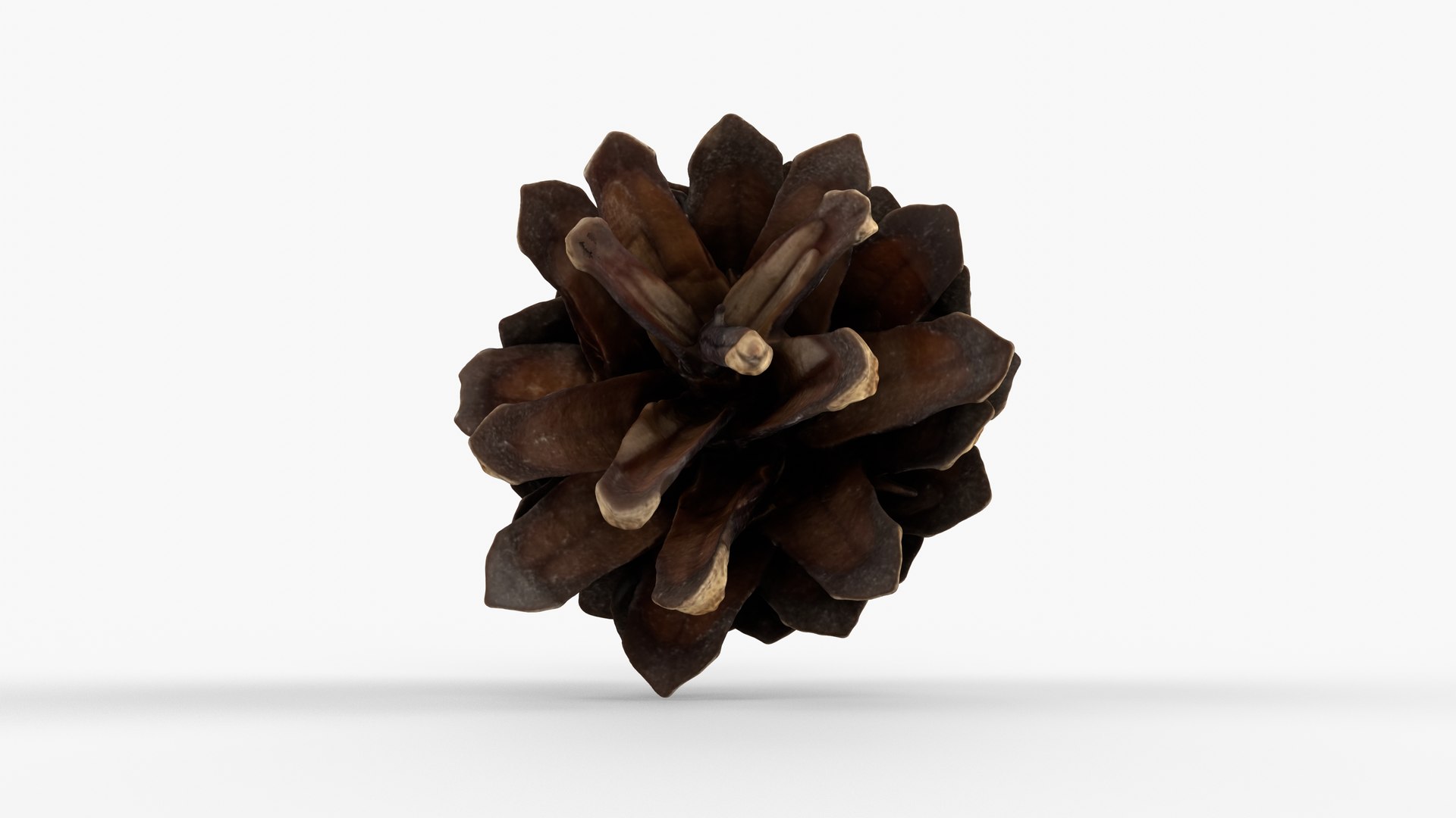 Photorealistic 3D scan of pine conifer cone 3D https://p.turbosquid.com/ts-thumb/Ga/HAwTCe/mN/view_090001/jpg/1747473587/1920x1080/fit_q87/3a63b6fd6c620ec35d17d62c61edd982fe2ea228/view_090001.jpg