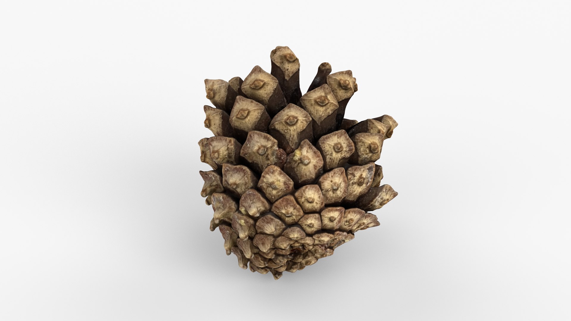 Photorealistic 3D scan of pine conifer cone 3D https://p.turbosquid.com/ts-thumb/Ga/HAwTCe/pb/view_100001/jpg/1747473588/1920x1080/fit_q87/9c00469b0184143ef84263a2315f576c2a1605cc/view_100001.jpg