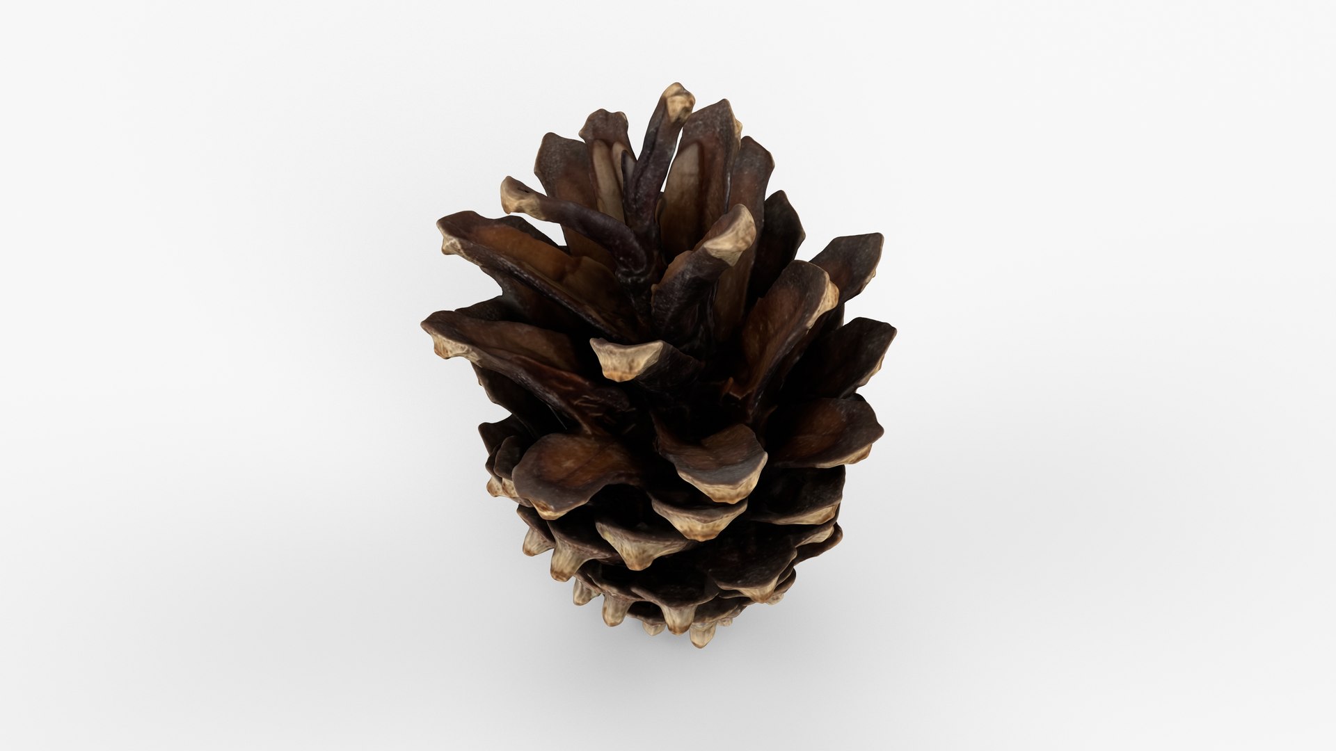 Photorealistic 3D scan of pine conifer cone 3D https://p.turbosquid.com/ts-thumb/Ga/HAwTCe/x8/view_030001/jpg/1747473584/1920x1080/fit_q87/6b43a2dba0f05b65cdcbec29f22352c2846e3957/view_030001.jpg