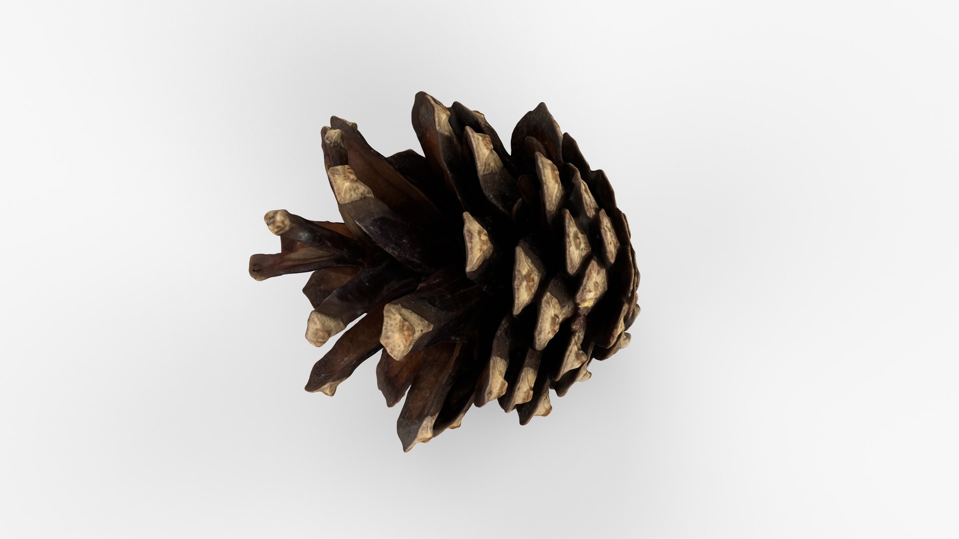 Photorealistic 3D scan of pine conifer cone 3D https://p.turbosquid.com/ts-thumb/Ga/HAwTCe/y0/view_080001/jpg/1747473587/1920x1080/fit_q87/2a879c381f1e3068ba91e6b51c79ef299a0270f6/view_080001.jpg