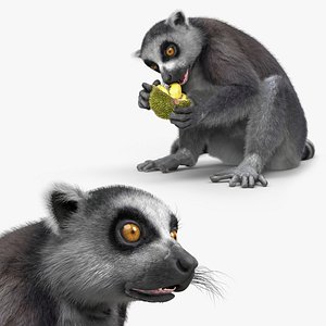 Ring Tailed Lemur Eating Durian Animated Fur Rigged For Blender 3D model