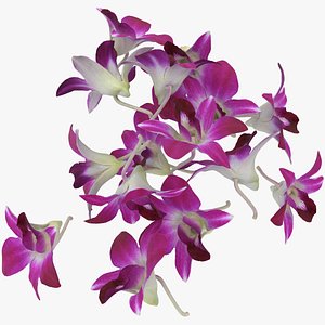 Dendrobium Sonia Purple Orchid Pile 3D model