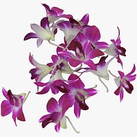 Dendrobium Sonia Purple Orchid Pile