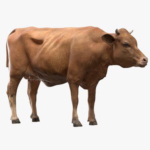 Cow (NoFur) (Rigged)