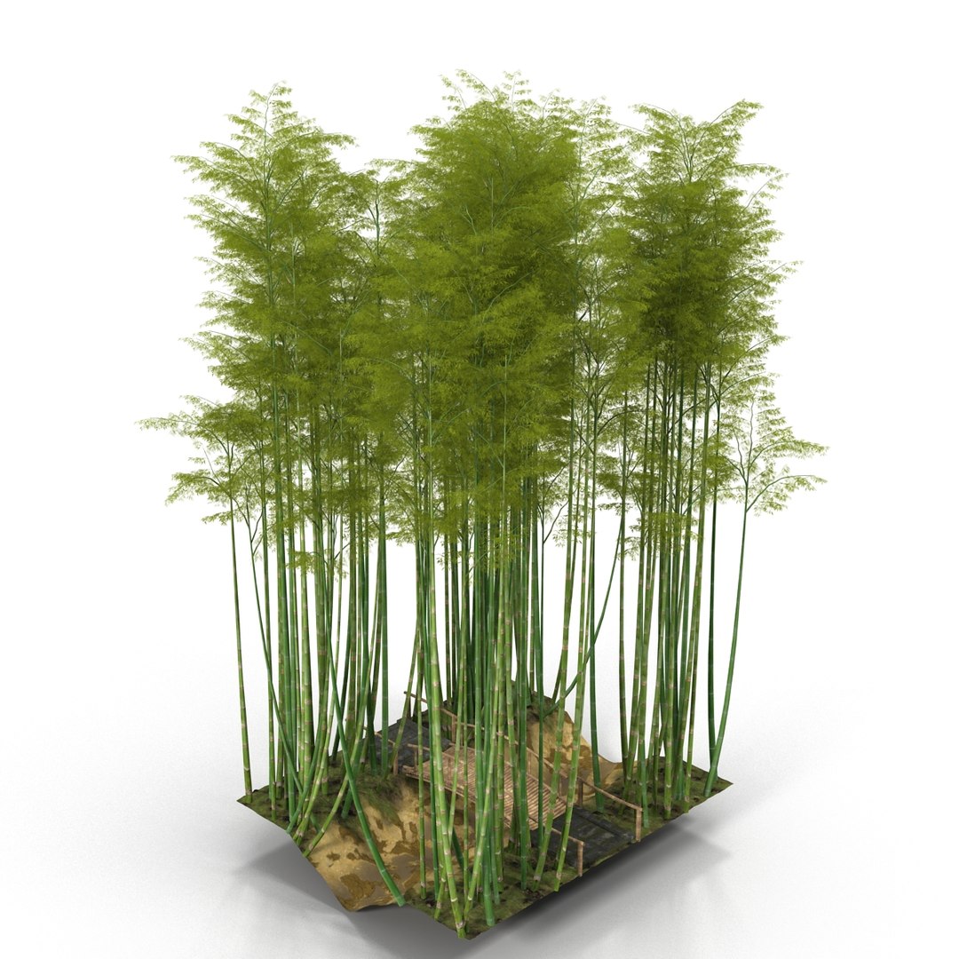 Bamboo Corridor 3D Model - TurboSquid 1216264