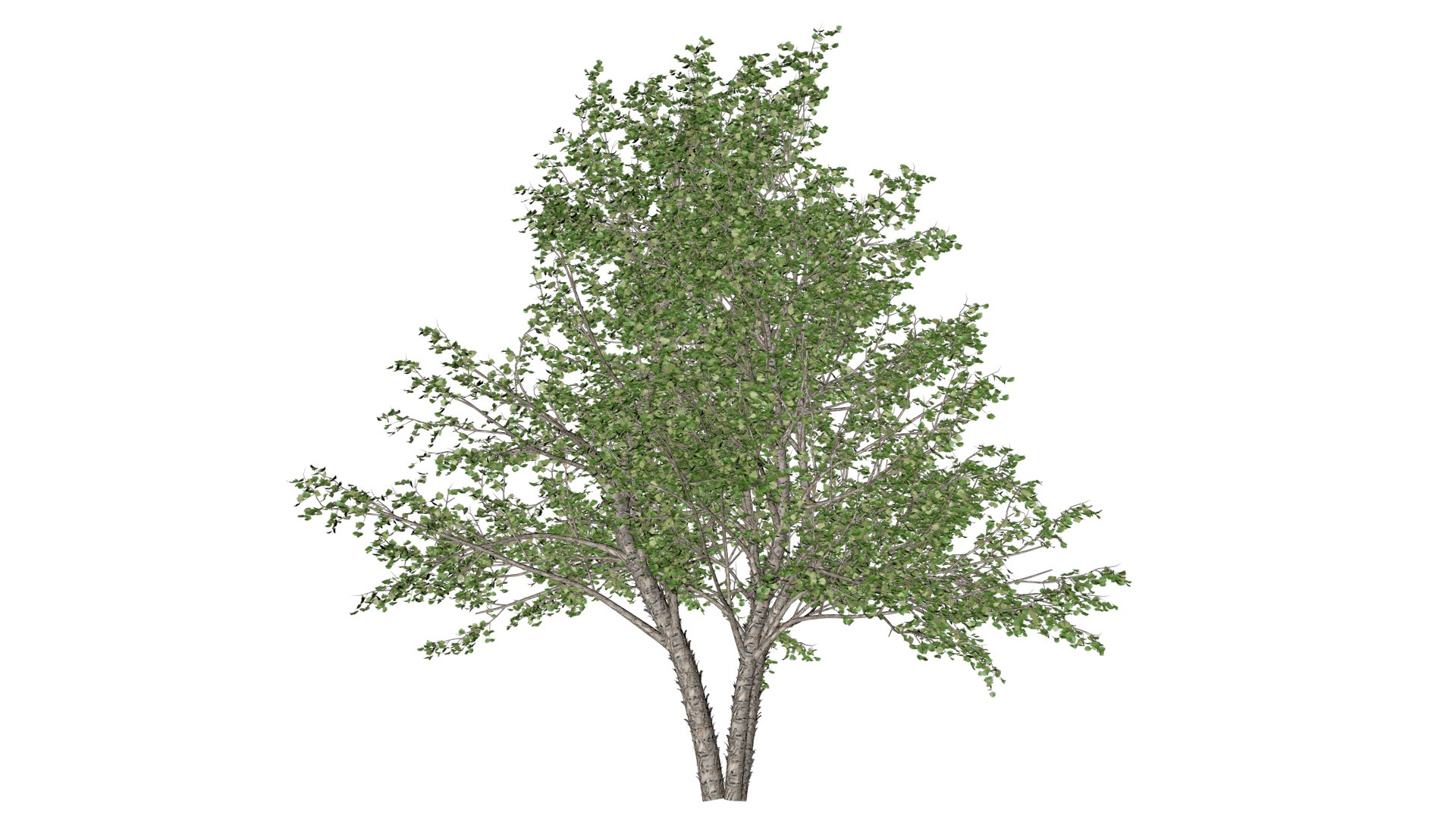 River Birch Tree - 01 - - TurboSquid 2377746