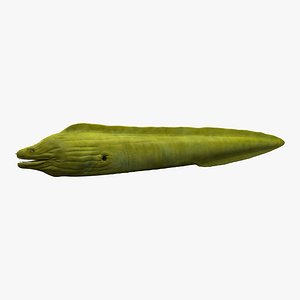 Moray Eel