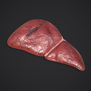 3D Human Liver model