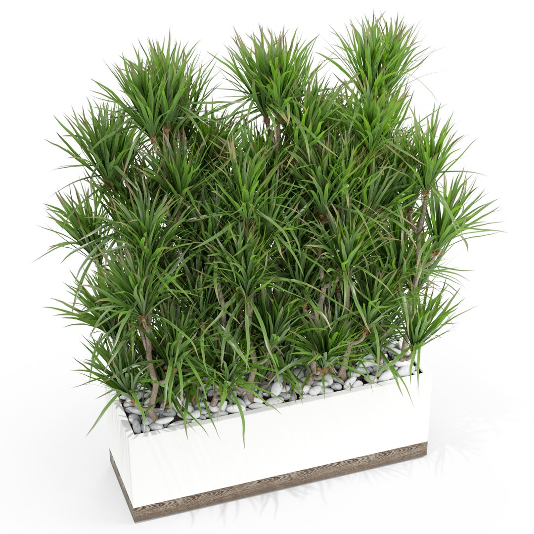 dracaena flower plant model https://p.turbosquid.com/ts-thumb/Ga/tL9E3D/xiOo5ryu/plant_428_03/jpg/1606647556/1920x1080/fit_q87/94e9b90919f607b3c1c613857b1ad9058de662f8/plant_428_03.jpg