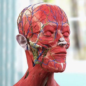 Male Full Body Anatomy Asian Rigged for Maya 3D